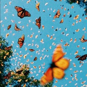 Meet your Posher, Carmen